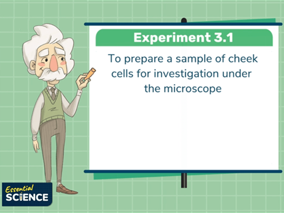 3.1: To use a light microscope