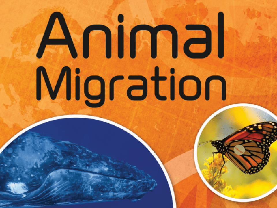 Animal Migration Thumbnail